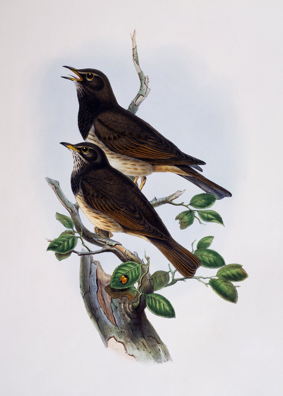 Storno lucido dalle spalle rosse (Lamprotornis nitens), incisione da Histoire Naturelle des Oiseaux d