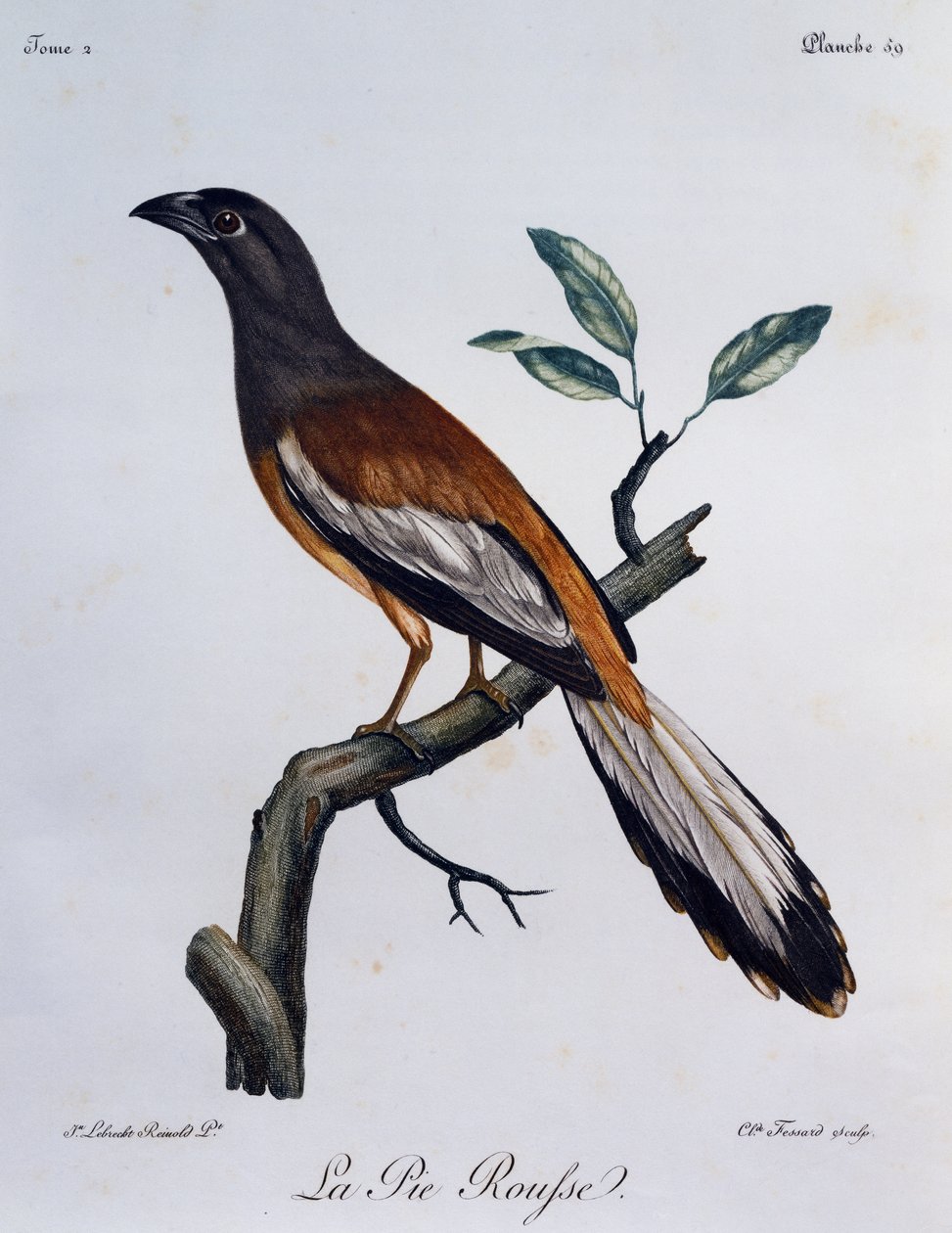 Gazza arboricola rugginosa (Dendrocitta vagabunda) da Histoire Naturelle des Oiseaux d