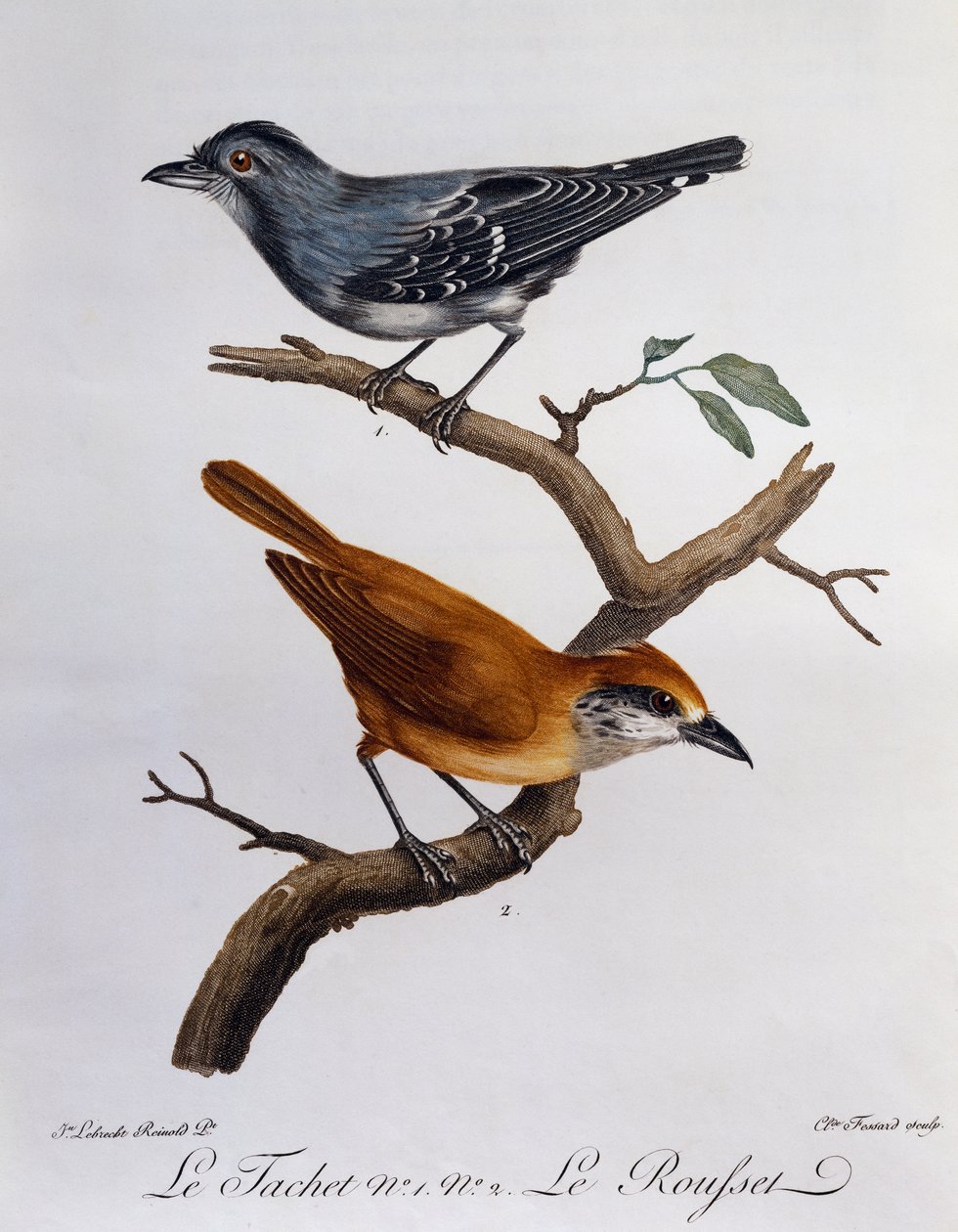 Tachet e, sotto, Rousset da Histoire Naturelle des Oiseaux d