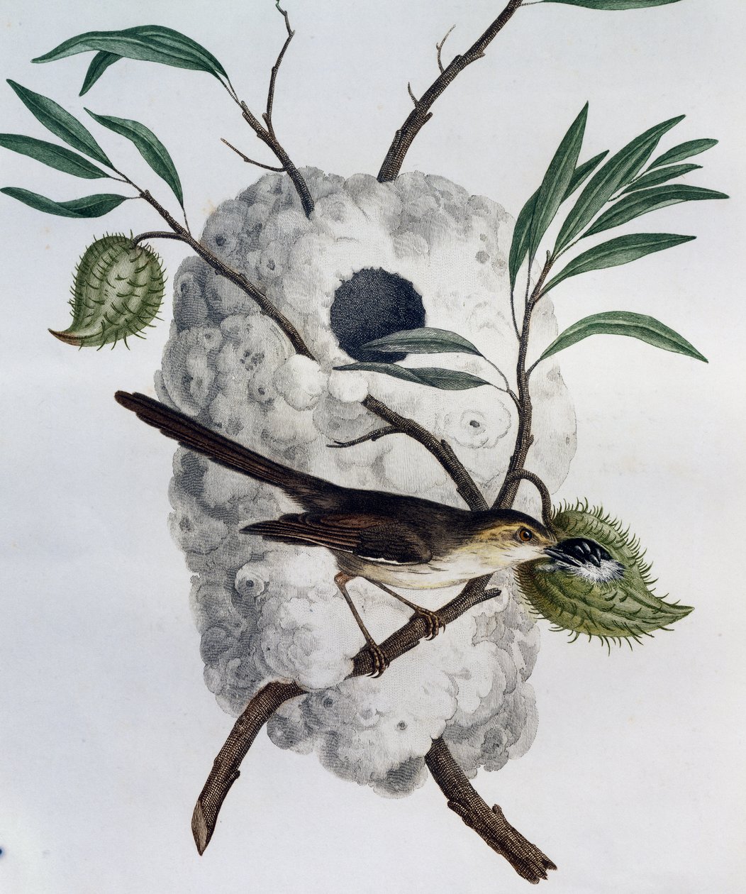 Prinia dai fianchi fulvi (Prinia subflava), incisione da Histoire Naturelle des Oiseaux d