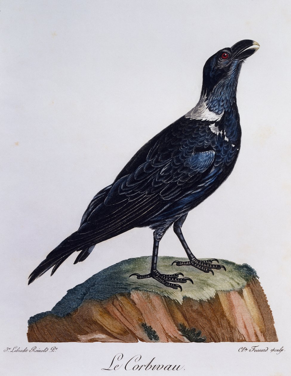 Corvo dal collo bianco (Corvus albicollis), incisione da Histoire Naturelle des Oiseaux d