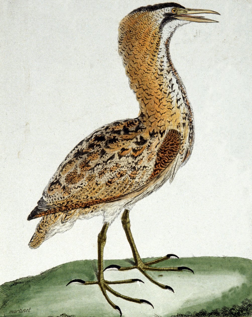 Butor da Francois Nicolas Martinet