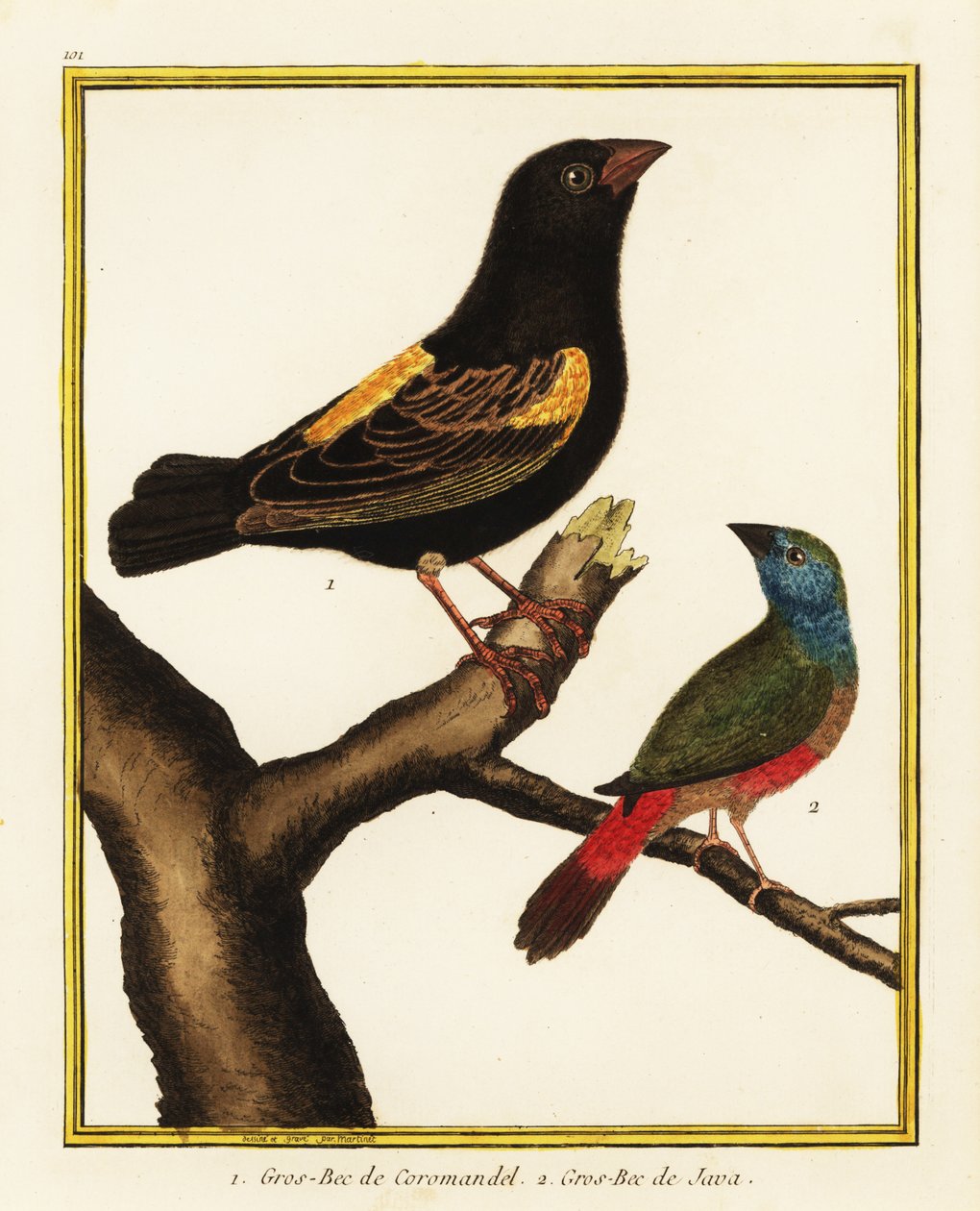 Vescovo del Capo, Euplectes capensis, e pappagallino codaspillo, Erythrura prasina da Francois Nicolas Martinet