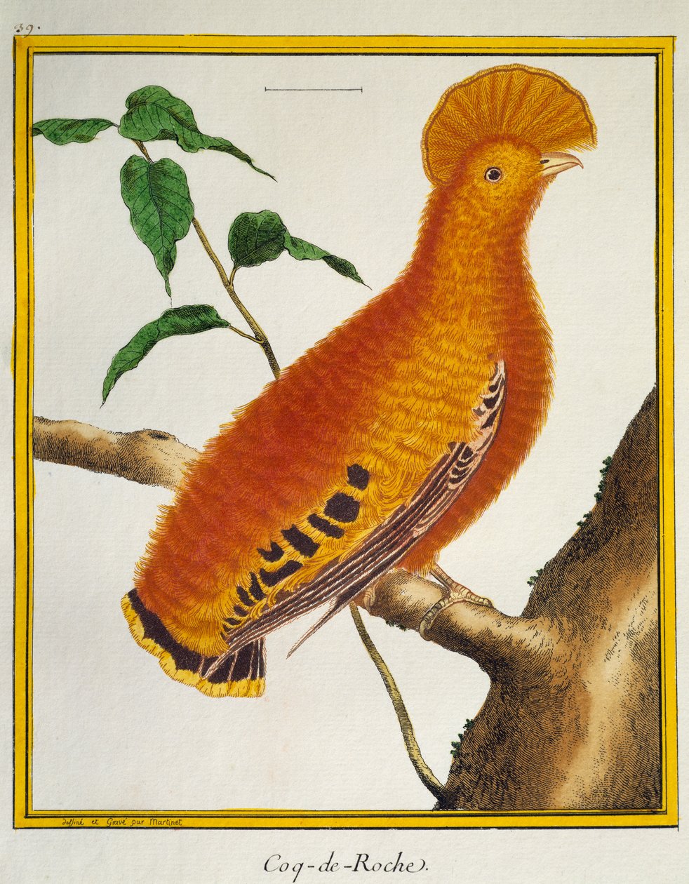Gallo della roccia guianese (Rupicola rupicola) da Histoire naturelle des oiseaux da Francois Nicolas Martinet