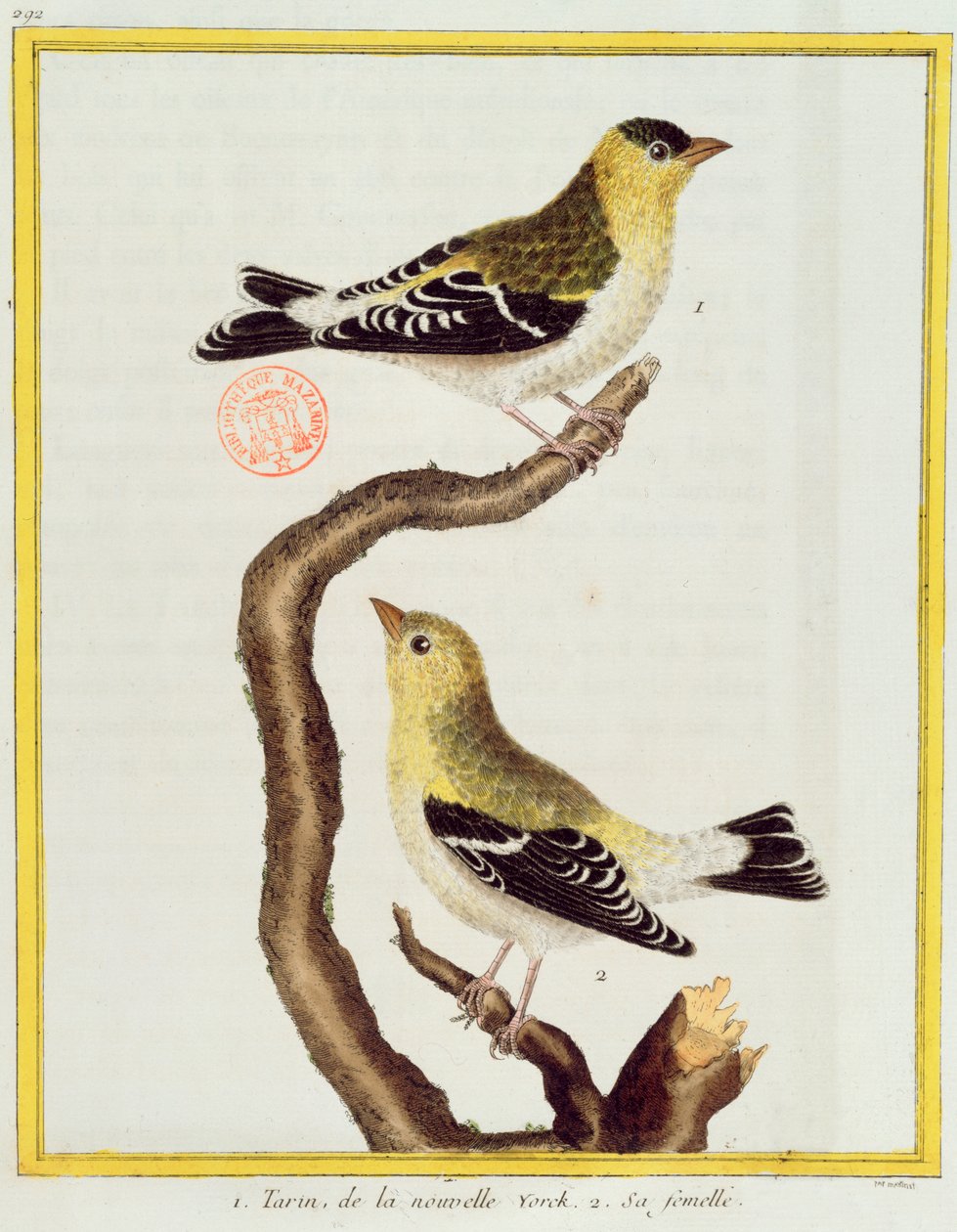 Coppia di lucherini, da 