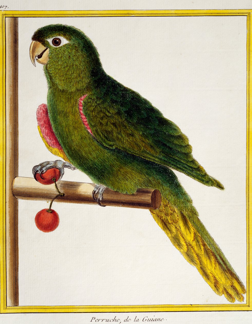 Ara spalle rosse (Diopsittaca nobilis) da Histoire naturelle des oiseaux da Francois Nicolas Martinet
