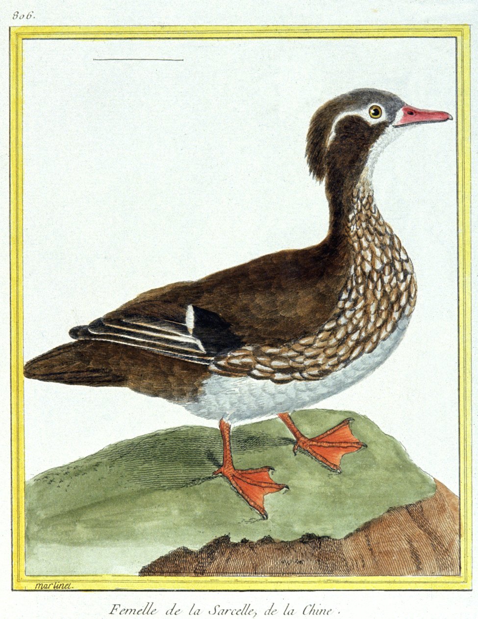 Scienza. Zoologia. Anatra cinese. Incisione di François Nicolas Martinet in: Histoire naturelle des oiseaux, di Georges Louis Leclerc de Buffon, Francia, c.1777 (incisione a colori) da Francois Nicolas Martinet