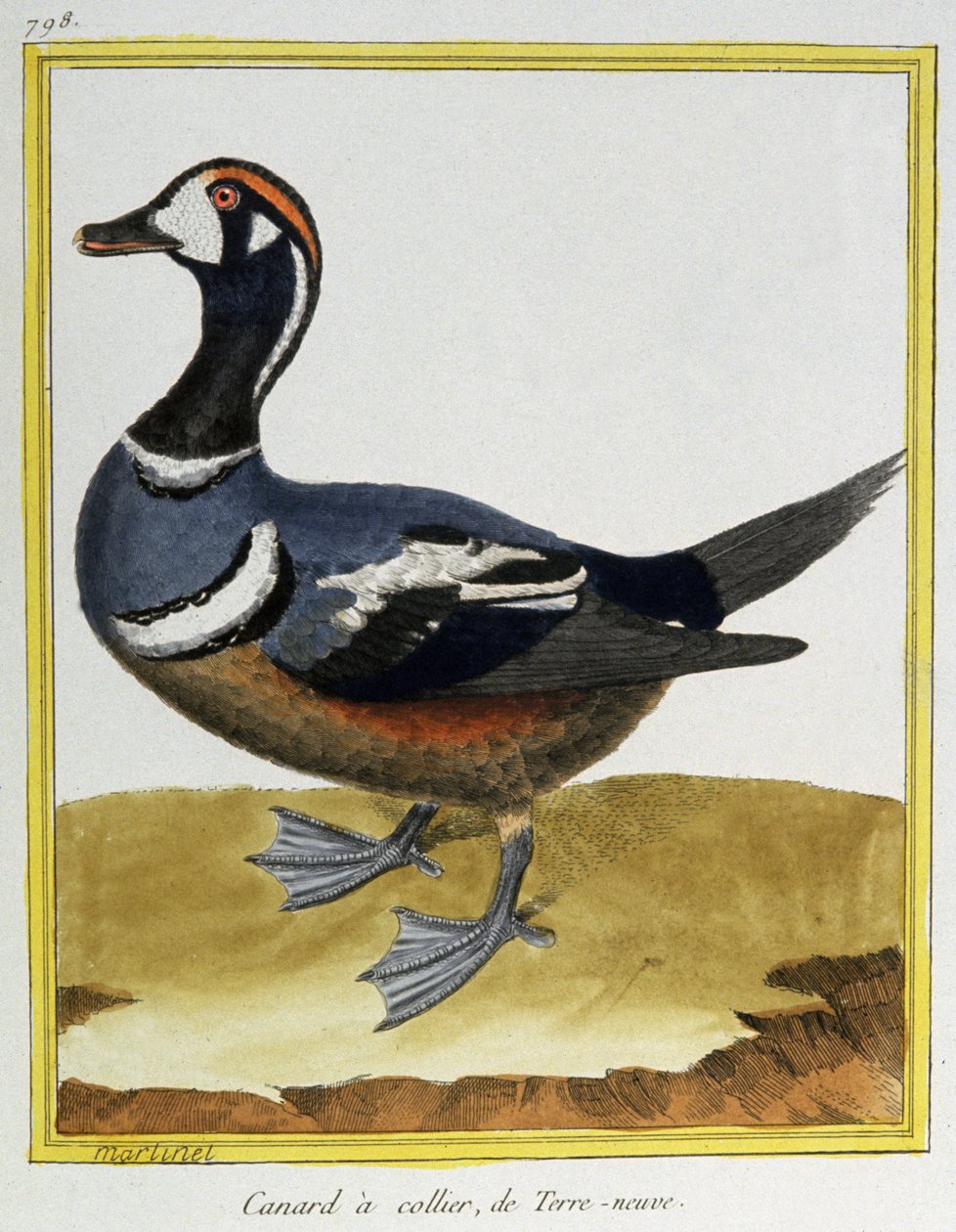 Zoologia. Anatra di Terranova. Incisione di François Nicolas Martinet in 
