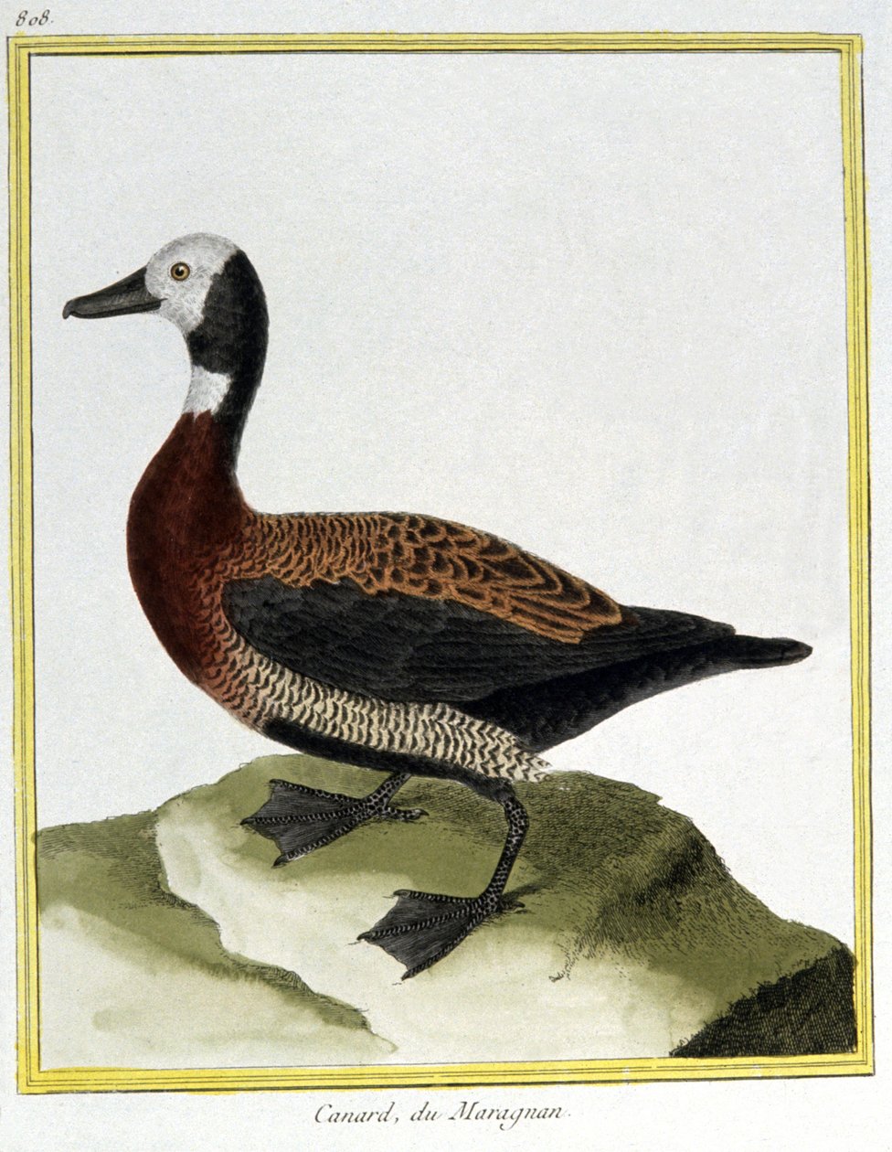 Scienza. Zoologia. Fischione eurasiatico. Incisione di François Nicolas Martinet in: Histoire naturelle des oiseaux, di Georges Louis Leclerc de Buffon, Francia, c.1777 (incisione a colori) da Francois Nicolas Martinet