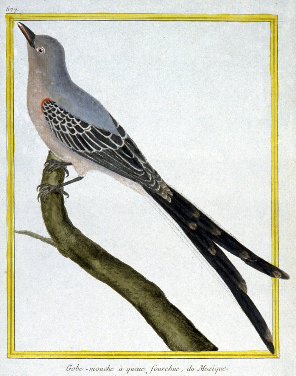 Scienza. Zoologia. Pigliamosche del Messico. Incisione di François Nicolas Martinet in: Histoire naturelle des oiseaux, di Georges Louis Leclerc de Buffon, Francia, c.1777 da Francois Nicolas Martinet