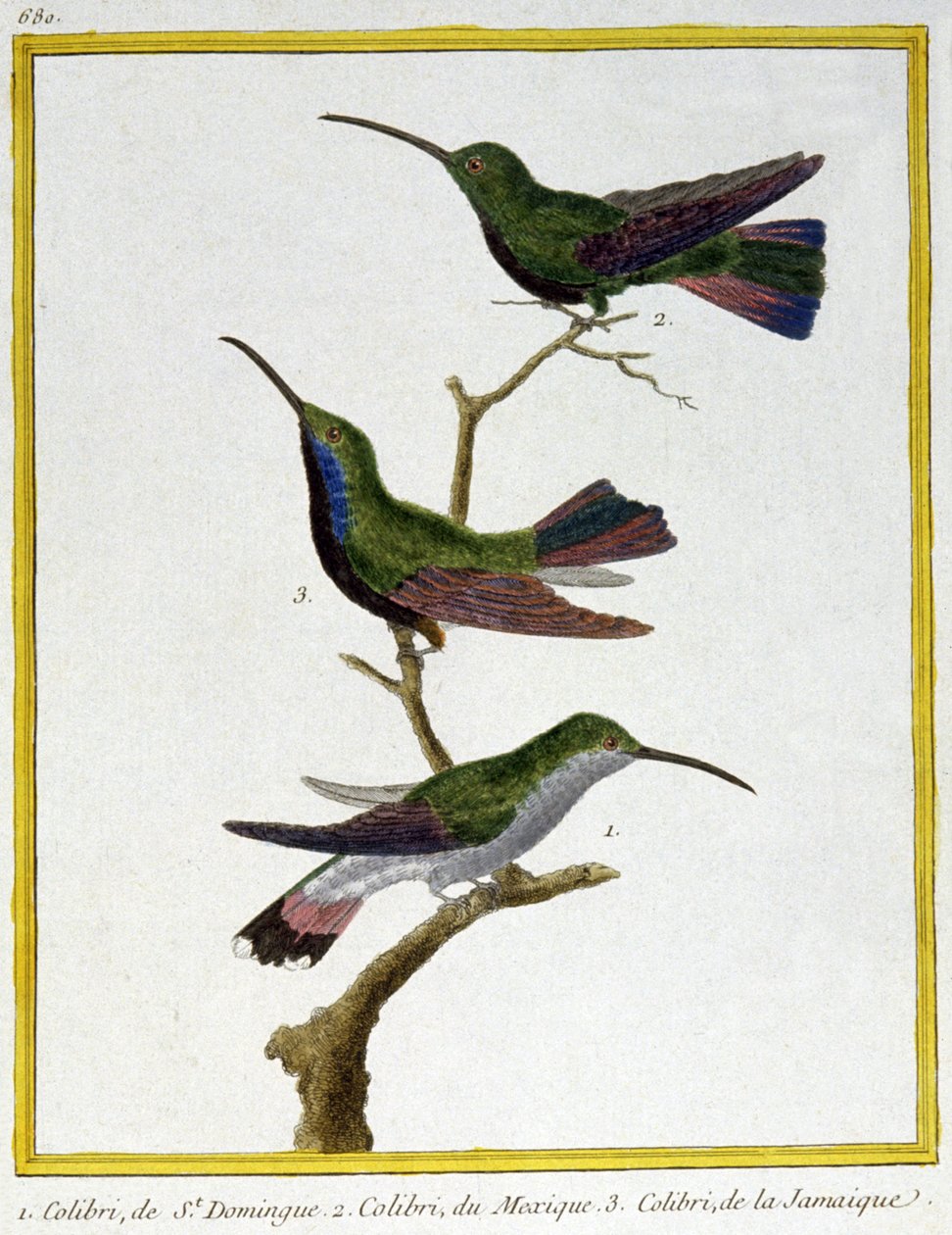 Scienza. Zoologia. Colibrì di Santo Domingo, Messico e Giamaica. Incisione di François Nicolas Martinet in: Histoire naturelle des oiseaux, di Georges Louis Leclerc de Buffon, Francia, c.1777 da Francois Nicolas Martinet
