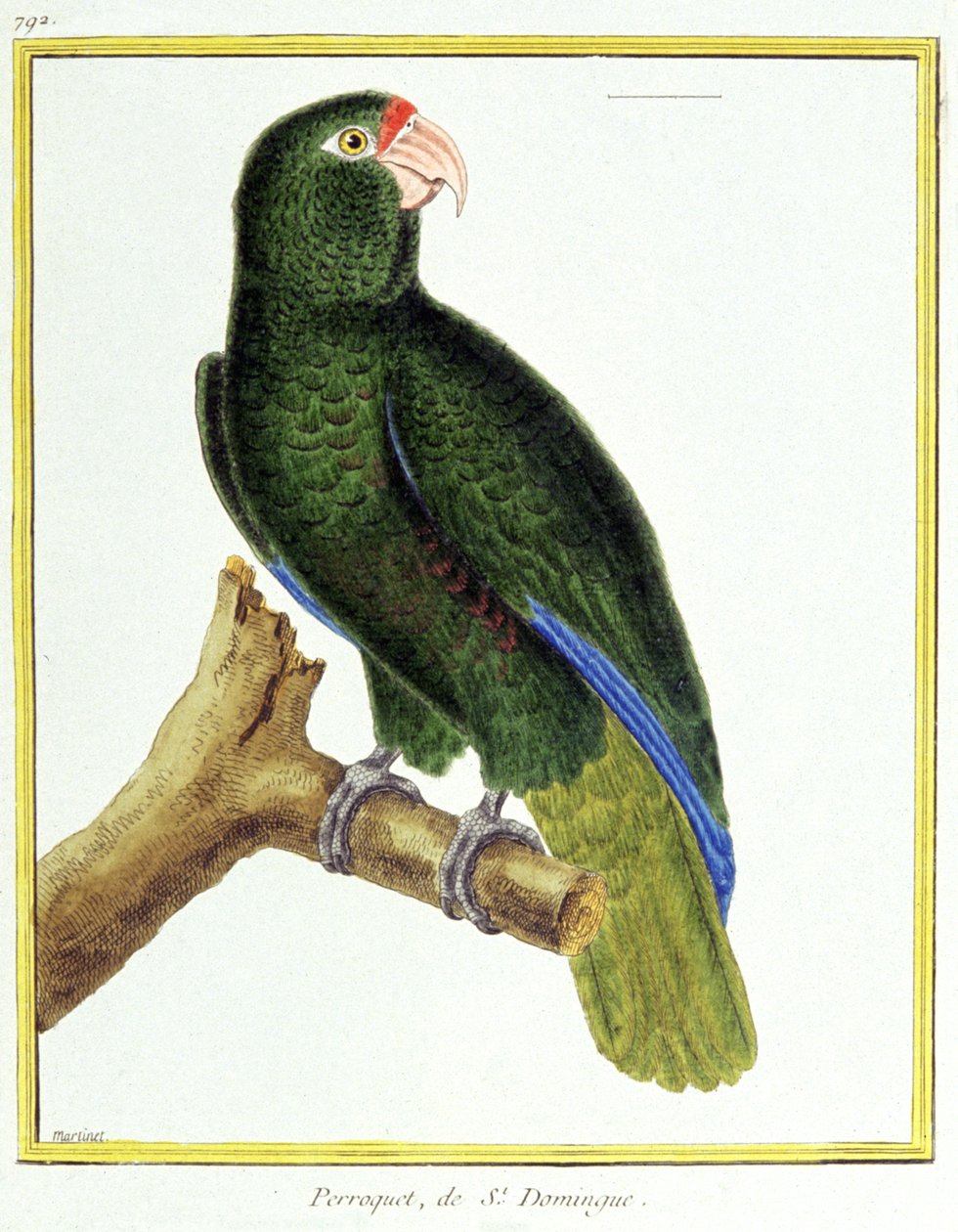 Scienza. Zoologia. Pappagallo di Santo Domingo. Incisione di François Nicolas Martinet in: Histoire naturelle des oiseaux, di Georges Louis Leclerc de Buffon, Francia, c.1777 (incisione a colori) da Francois Nicolas Martinet