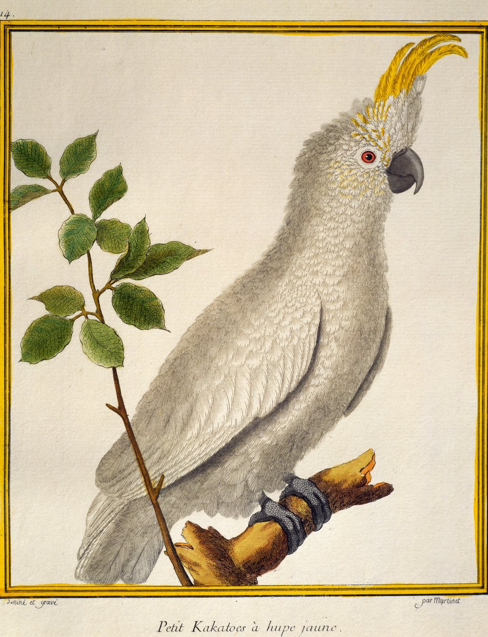 Cacatua dalle creste gialle (Cacatua sulphurea), da Histoire naturelle des oiseaux da Francois Nicolas Martinet