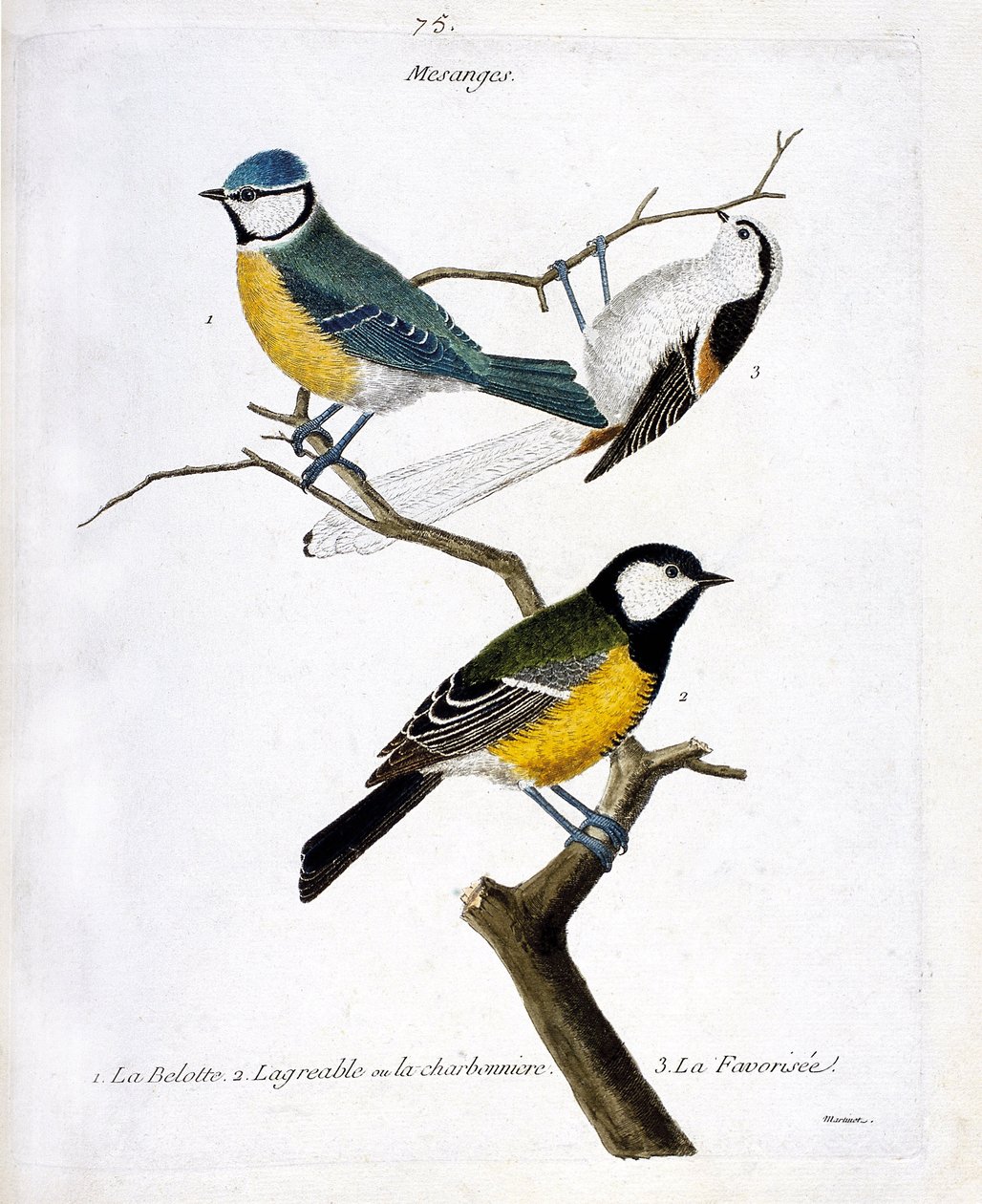 Cinciallegre. 1: la cinciarella (cyanistes caeruleus), 2. la cinciallegra (parus major), 3. la codibugnolo (aegithalos caudatus) su un ramo. Illustrazione in "La storia degli uccelli, dipinti nei loro aspetti apparenti e sensibili" di Francois Nicolas Mart da Francois Nicolas Martinet