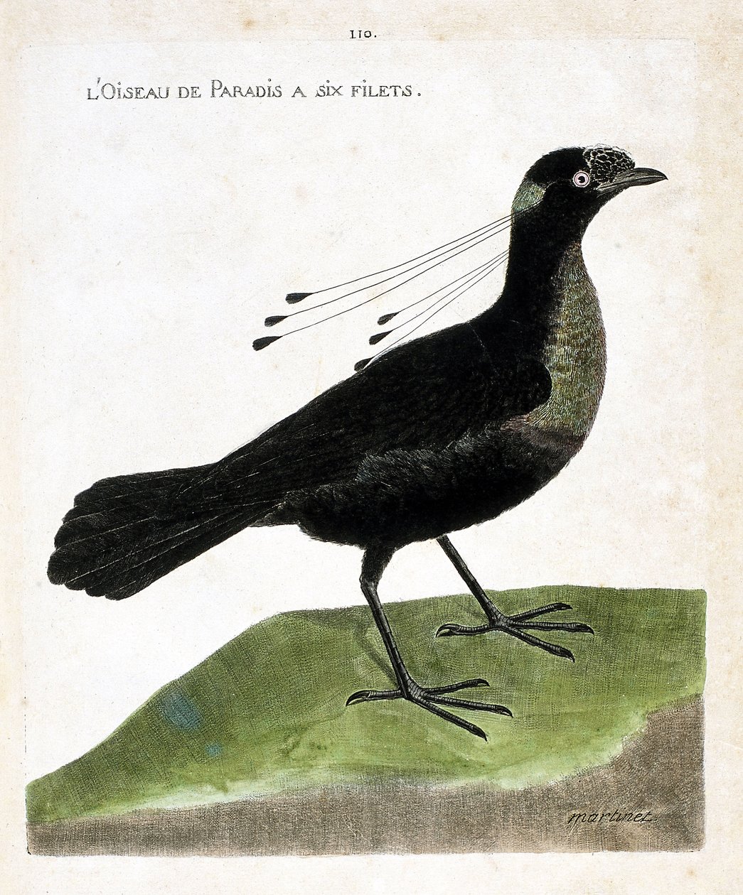 Tavola zoologica (ornitologia): uccello del paradiso a sei reti (paradiso wahnes o wahnesi patoria). Illustrazione in "La storia degli uccelli, dipinti nei loro aspetti apparenti e sensibili" di François Nicolas Martinet (1731-1800). Collezione privata da Francois Nicolas Martinet