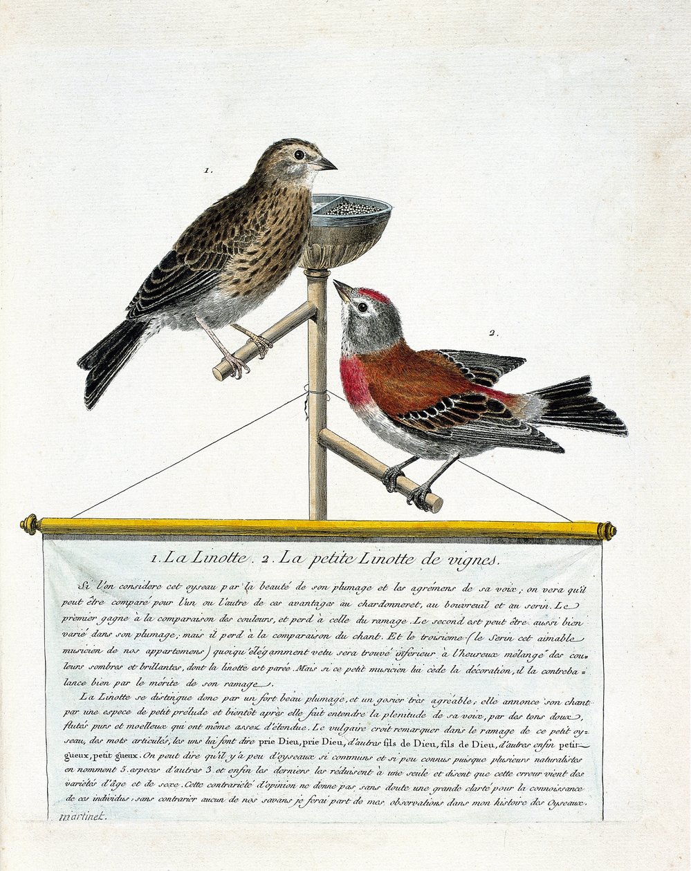 Tavola zoologica (ornitologia): dall
