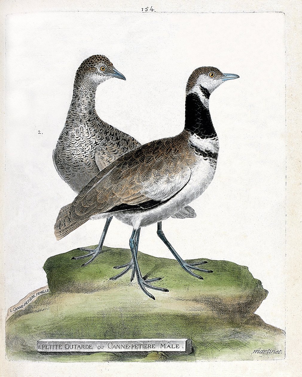 Piccola otarda maschio e femmina (tetrax tetrax). Illustrazione in "La storia degli uccelli, dipinti nei loro aspetti apparenti e sensibili" di Francois Nicolas Martinet. da Francois Nicolas Martinet
