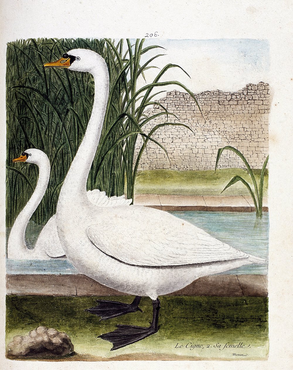 Tavola zoologica (ornitologia): davanti: il cigno e dietro la sua femmina (cygnus olor). Illustrazione in "The History of the Birds" di Francois Nicolas Martinet (1731-1800). Collezione privata. da Francois Nicolas Martinet