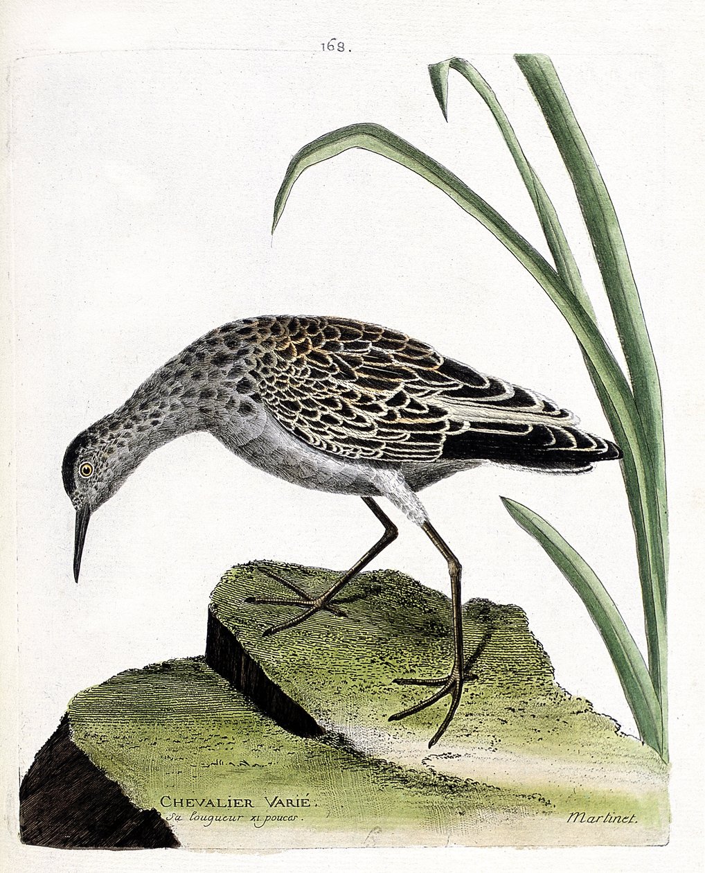 Tavola zoologica (ornitologia): cavaliere variabile (combattente variabile o philomachus pugnax). Illustrazione in "La Storia degli Uccelli, Dipinti nei Loro Aspetti Apparenti e Sensibili" di Francois Nicolas Martinet (1731-1800). Collezione privata da Francois Nicolas Martinet