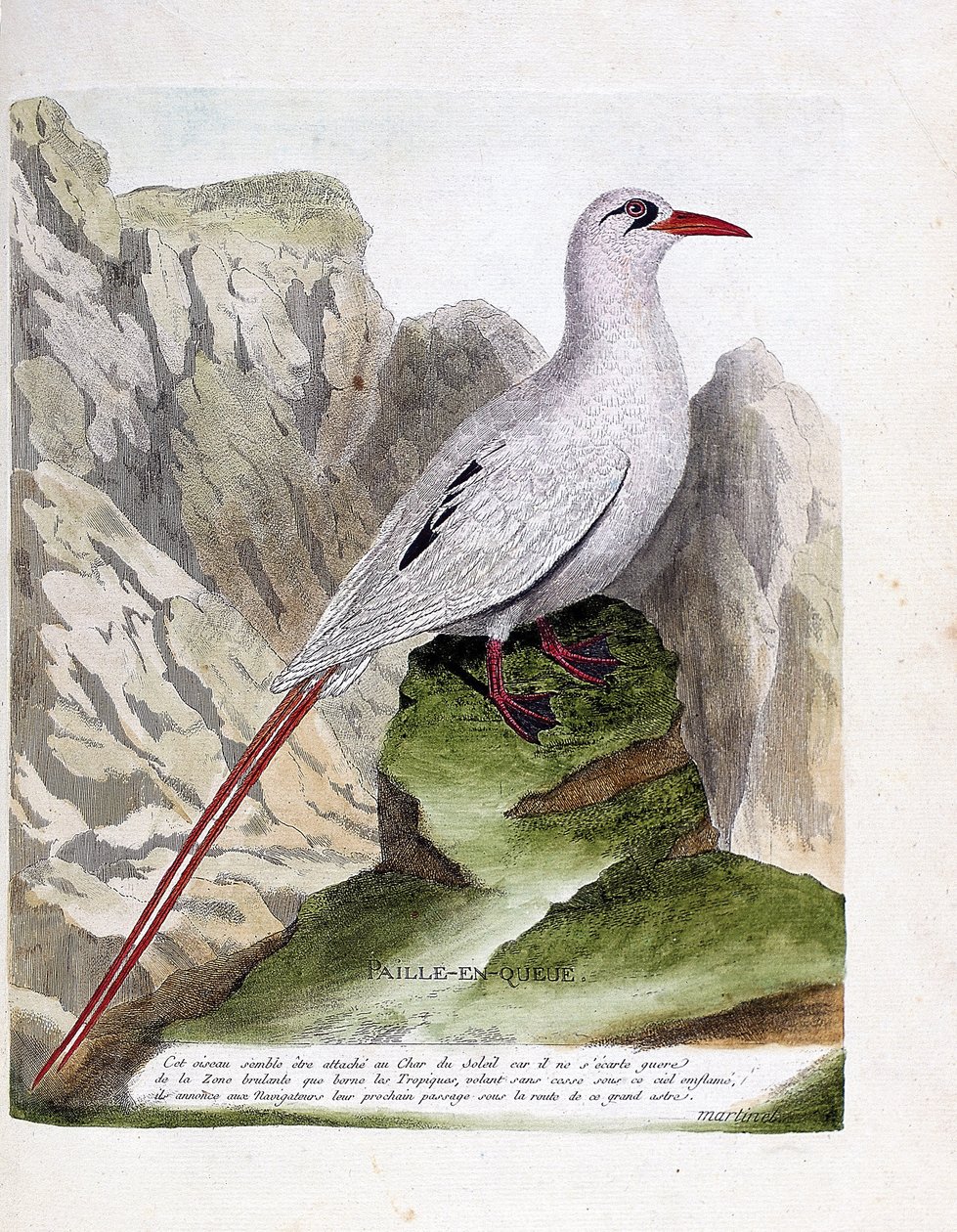 Pagliarolo (phaeton rubricauda). Illustrazione in "La storia degli uccelli, dipinti nei loro aspetti apparenti e sensibili" di Francois Nicolas Martinet (1731-1800). Collezione privata. da Francois Nicolas Martinet