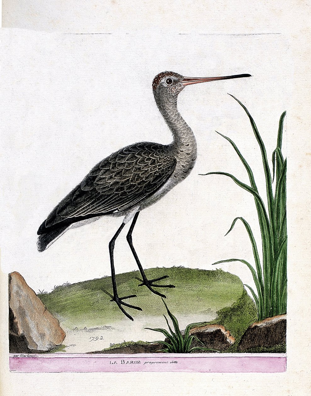 La pittima reale (limosa limosa). Illustrazione in "La storia degli uccelli, dipinti nei loro aspetti apparenti e sensibili" di Francois Nicolas Martinet (1731-1800). Collezione privata da Francois Nicolas Martinet