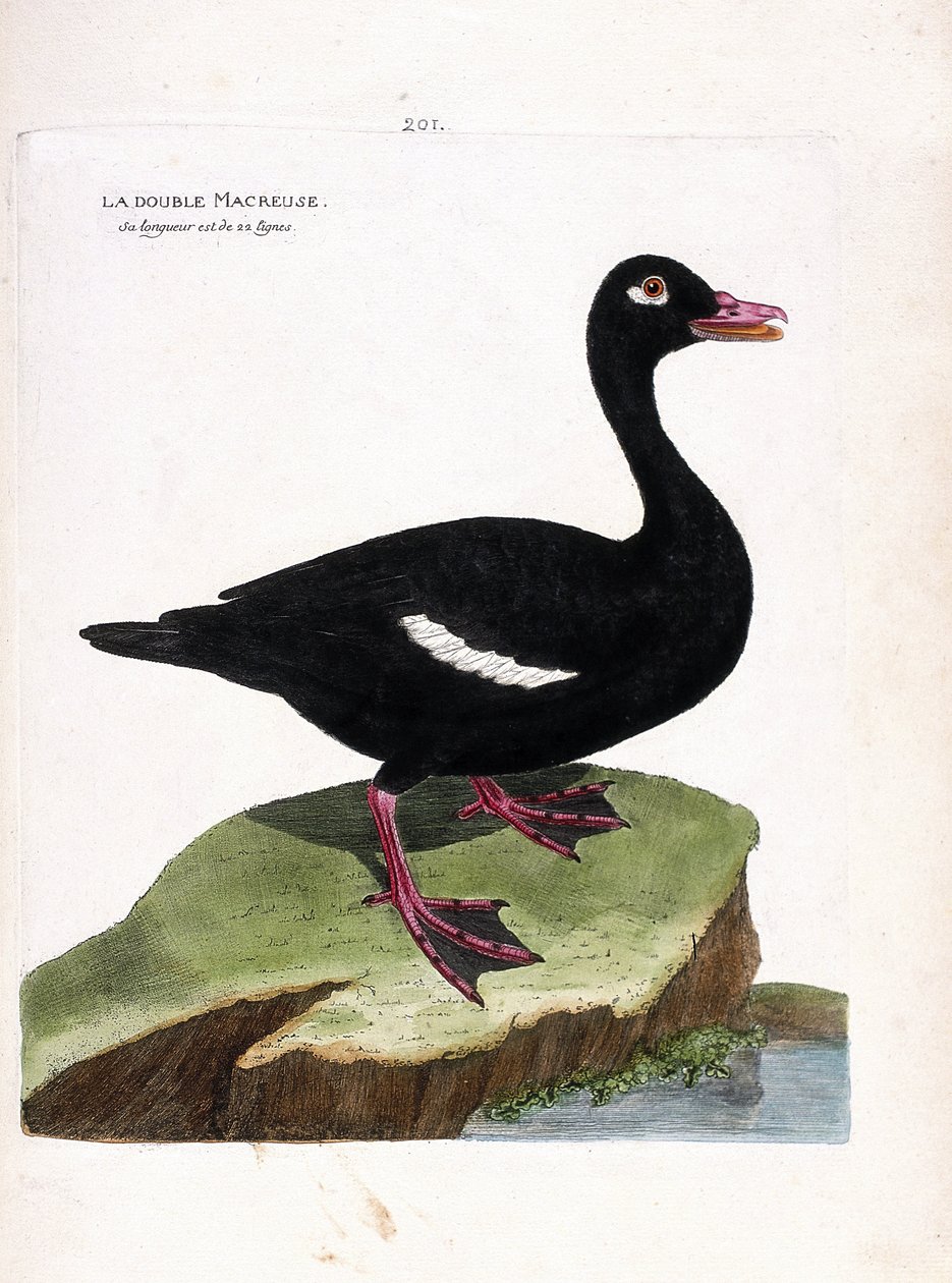 Tavola zoologica (ornitologia): l
