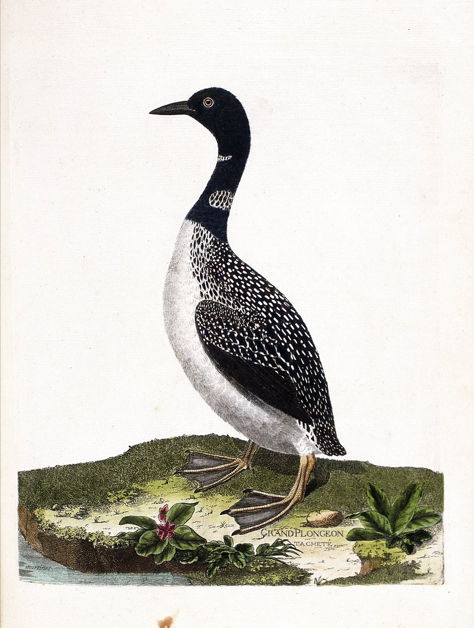 Lo svasso maggiore (gavia immer). Illustrazione in "La storia degli uccelli, dipinti nei loro aspetti apparenti e sensibili" di Francois Nicolas Martinet (1731-1800). Collezione privata da Francois Nicolas Martinet