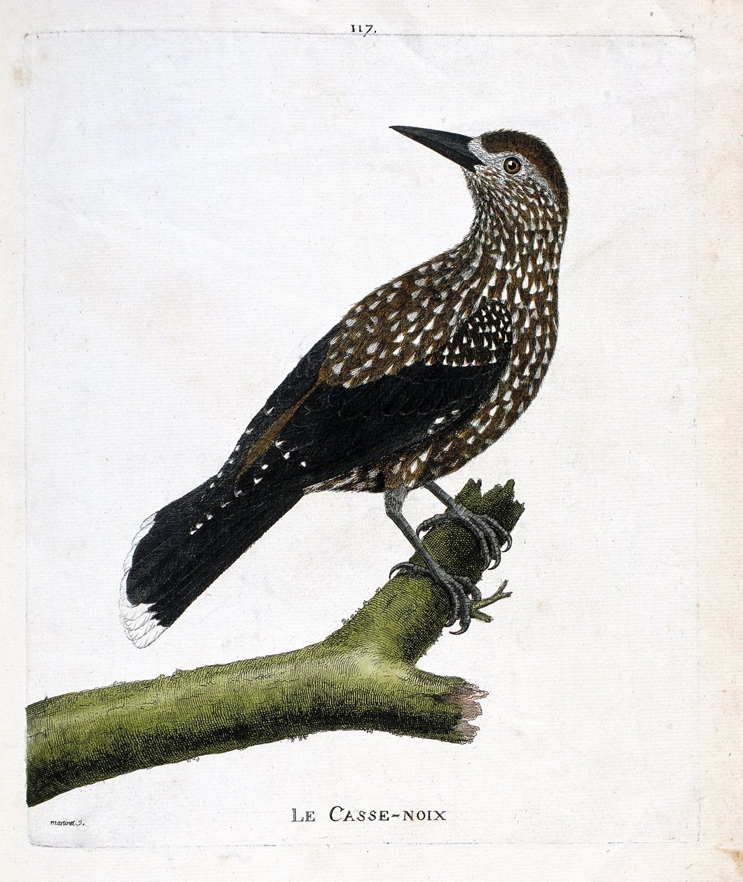 Tavola zoologica (ornitologia): il nocciolaio (nucifraga caryocatacts) su un ramo. Illustrazione in "La Storia degli Uccelli, Dipinti nei Loro Aspetti Apparenti e Sensibili" di Francois Nicolas Martinet (1731-1800). Collezione privata da Francois Nicolas Martinet