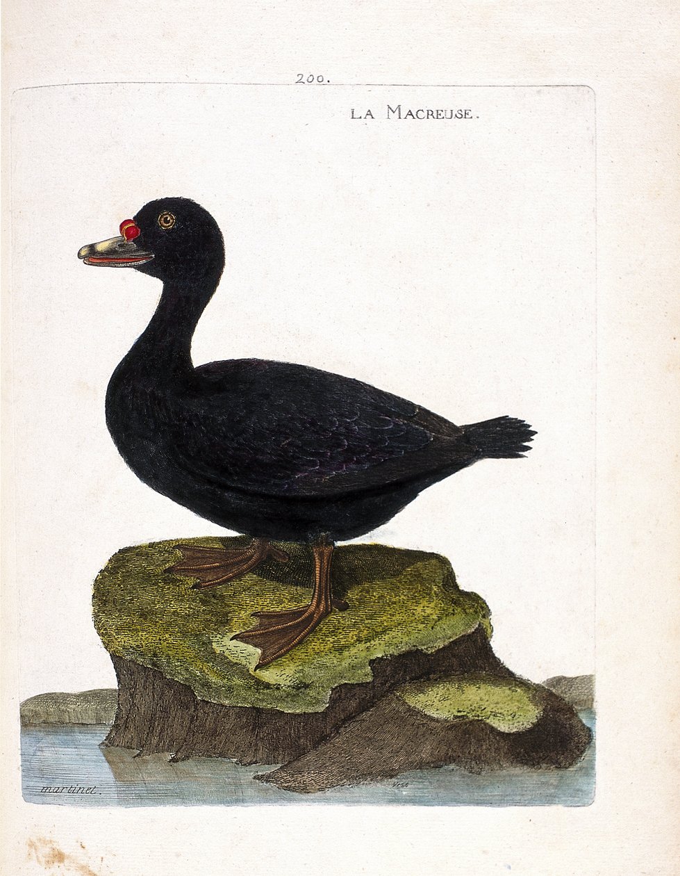 Orchetto marino (melanitta nigra). Illustrazione in "La storia degli uccelli, dipinti nei loro aspetti apparenti e sensibili" di Francois Nicolas Martinet (1731-1800). Collezione privata. da Francois Nicolas Martinet