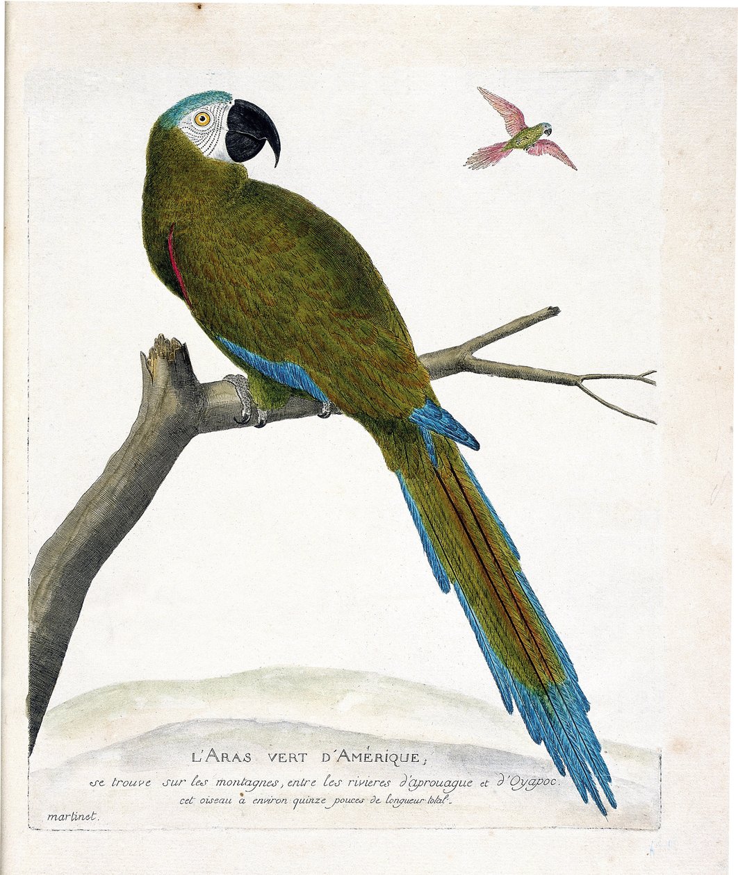 Tavola zoologica (ornitologia): Ara verde americana (Ara severa) su un ramo. Illustrazione in "La storia degli uccelli, dipinti nei loro aspetti apparenti e sensibili" di François Nicolas Martinet (1731-1800). Collezione privata da Francois Nicolas Martinet