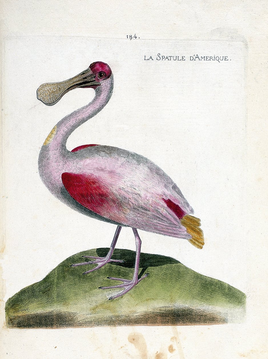 La spatola americana (platalea ajaja). Illustrazione in "La storia degli uccelli, dipinti nei loro aspetti apparenti e sensibili" di Francois Nicolas Martinet (1731-1800). Collezione privata da Francois Nicolas Martinet