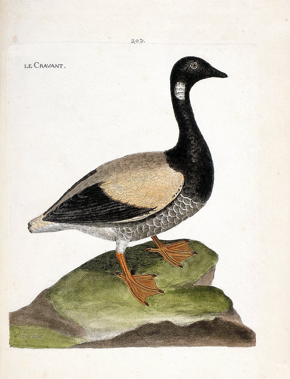 Tavola zoologica (ornitologia): oca colombaccio (branta bernicla). Illustrazione in "La Storia degli Uccelli, Dipinti nei Loro Aspetti Apparenti e Sensibili" di Francois Nicolas Martinet (1731-1800). Collezione privata da Francois Nicolas Martinet