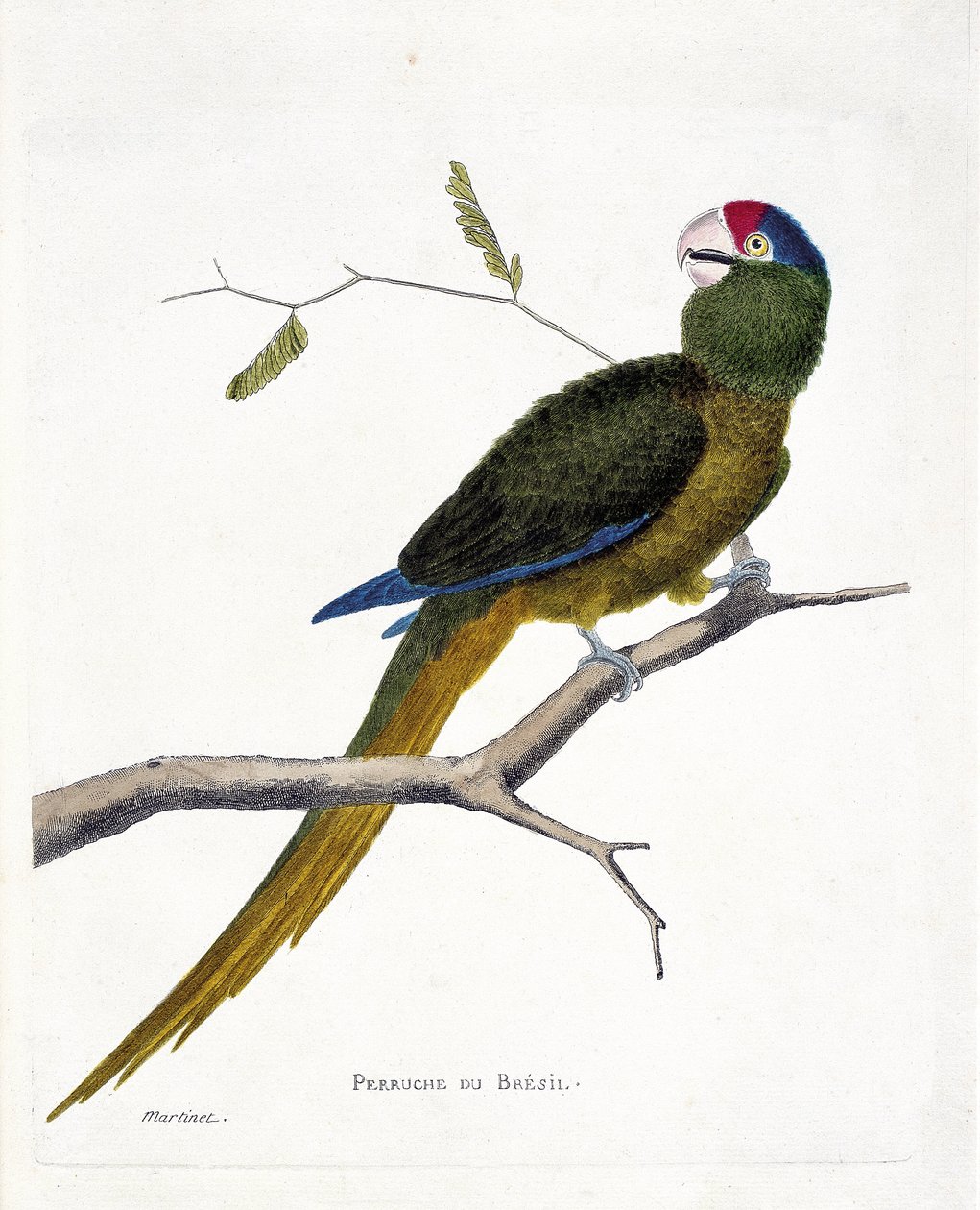 Parrocchetto brasiliano (aratinga canicularis) su un ramo. Illustrazione in "La storia degli uccelli, dipinti nei loro aspetti apparenti e sensibili" di Francois Nicolas Martinet (1731-1800). Collezione privata da Francois Nicolas Martinet