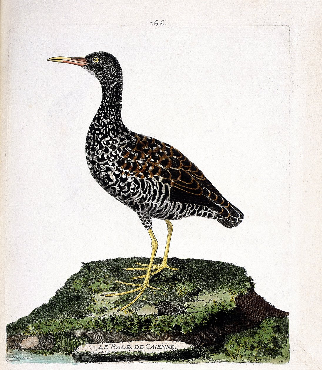 Carta zoologica (ornitologia): rallo di Caienna (rallo macchiato o pardirallus maculatus). Illustrazione in “La storia degli uccelli, dipinti nei loro aspetti apparenti e sensibili” di Francois Nicolas Martinet (1731-1800). Collezione privata da Francois Nicolas Martinet