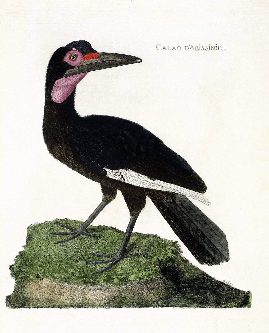 Tavola zoologica (ornitologia): Calao d