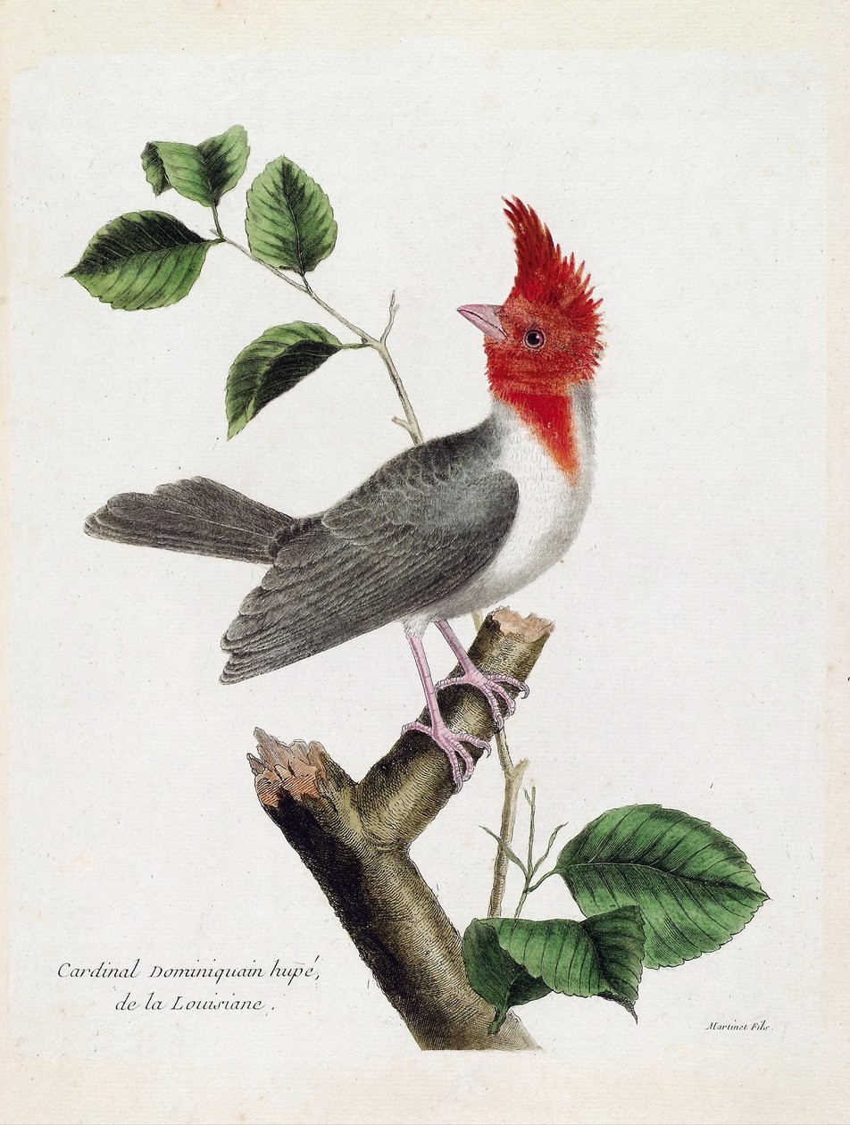 Tavola zoologica (ornitologia): Cardinale dominicano Hupe (parare huppe o paroaria coronata) su un ramo. Illustrazione in "La Storia degli Uccelli, Dipinti nei Loro Aspetti Apparenti e Sensibili" di Francois Nicolas Martinet (1731-1800). Collezione privata da Francois Nicolas Martinet