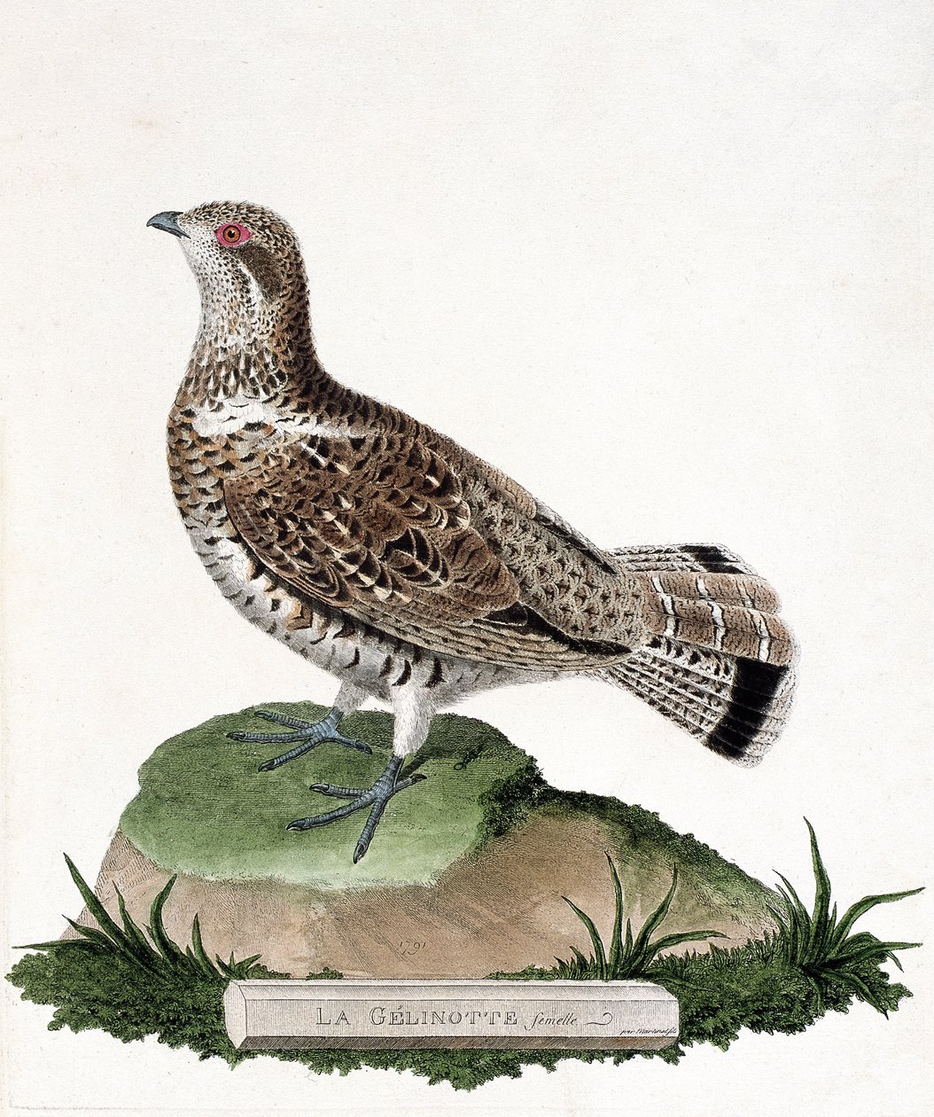 Tavola zoologica (ornitologia): Femmina di gelinotte (gelinotte dei boschi o bonasia bonasia). Illustrazione in "La Storia degli Uccelli, Dipinti nei Loro Aspetti Apparenti e Sensibili" di Francois Nicolas Martinet (1731-1800). Collezione privata da Francois Nicolas Martinet