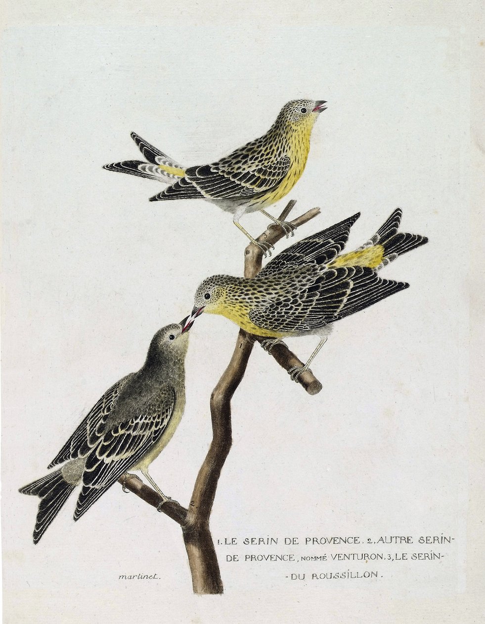 Tavola zoologica (ornitologia): dall