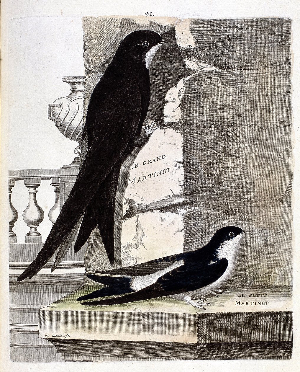 Carta zoologica (ornitologia): Rondone maggiore (rondone nero o apus apus) e Rondone minore (rondone delle finestre o urbica delichon). Illustrazione in “La storia degli uccelli, dipinti nei loro aspetti apparenti e sensibili” di Francois Nicolas Martinet  da Francois Nicolas Martinet