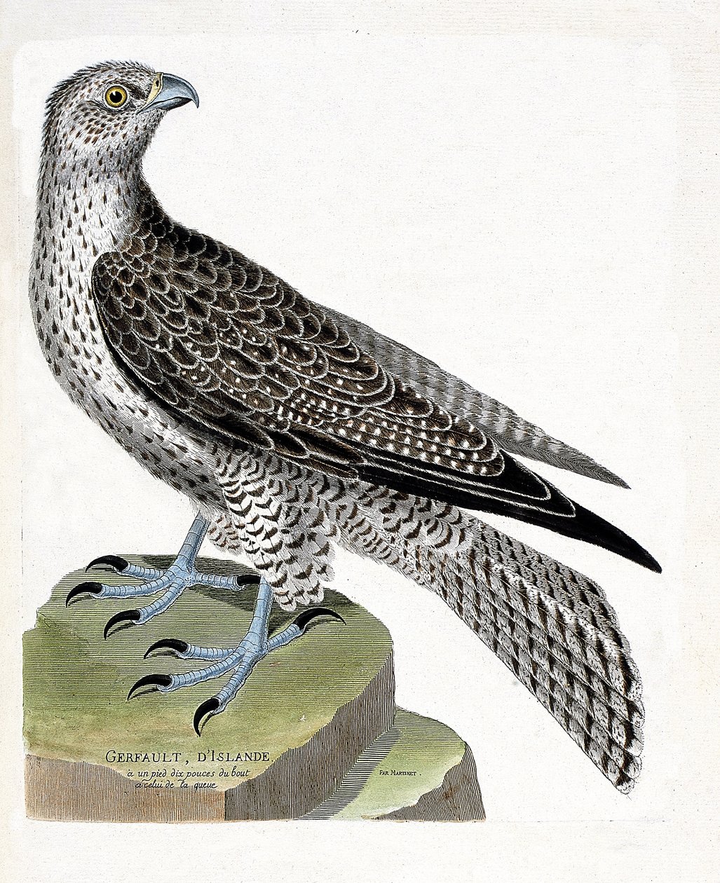 Falco gerfaut islandese (falco rusticolus). Illustrazione in "La storia degli uccelli, dipinti nei loro aspetti apparenti e sensibili" di Francois Nicolas Martinet (1731-1800). Collezione privata. da Francois Nicolas Martinet