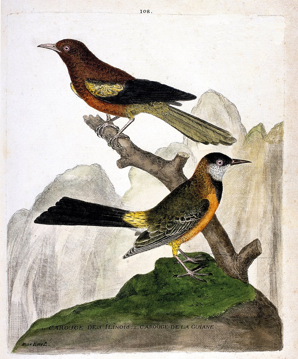 Carta zoologica (ornitologia): Merlo dell