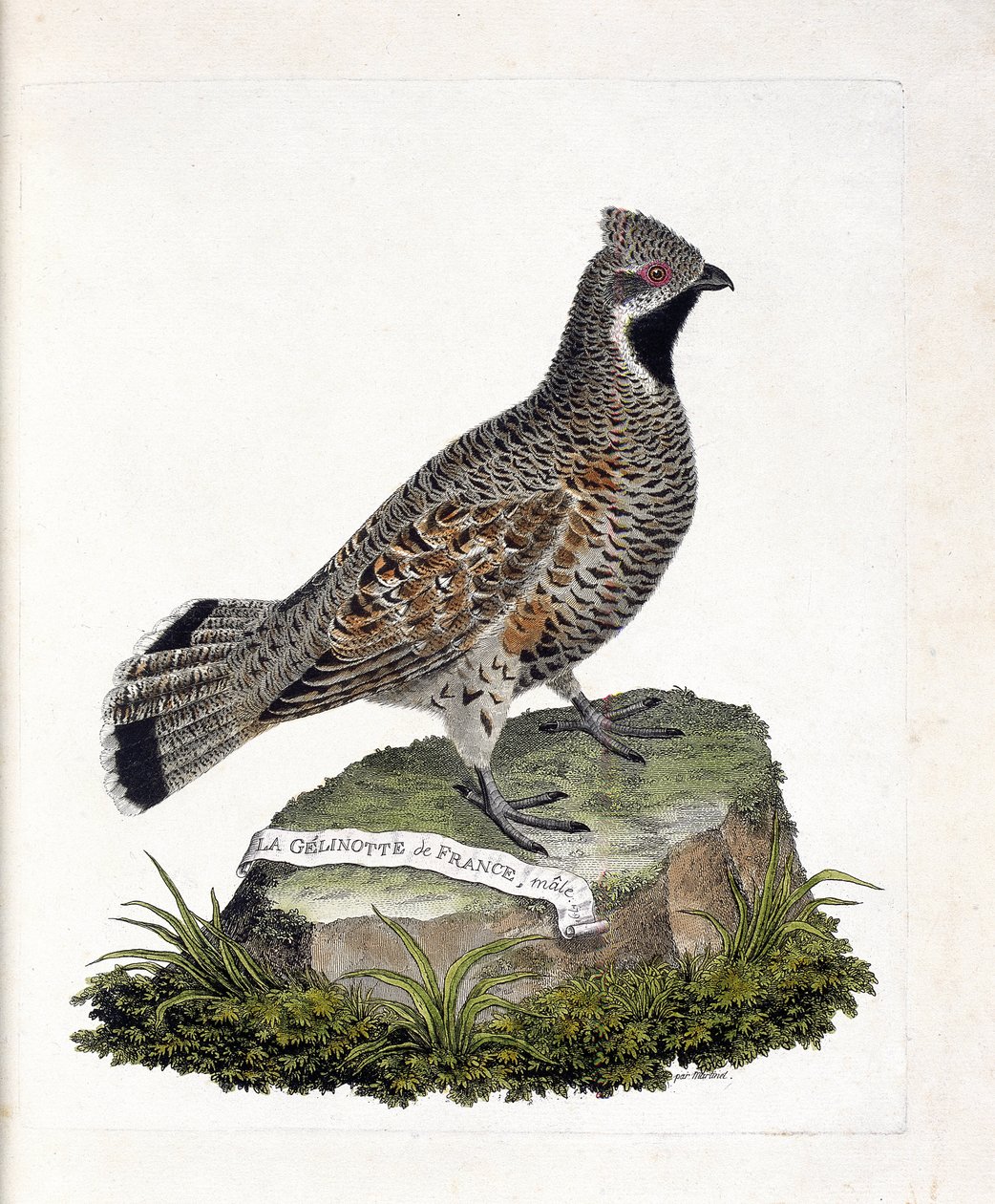 Tavola zoologica (ornitologia): La gelinotte di Francia maschio (gelinotte dei boschi o bonasia bonasia). Illustrazione in 