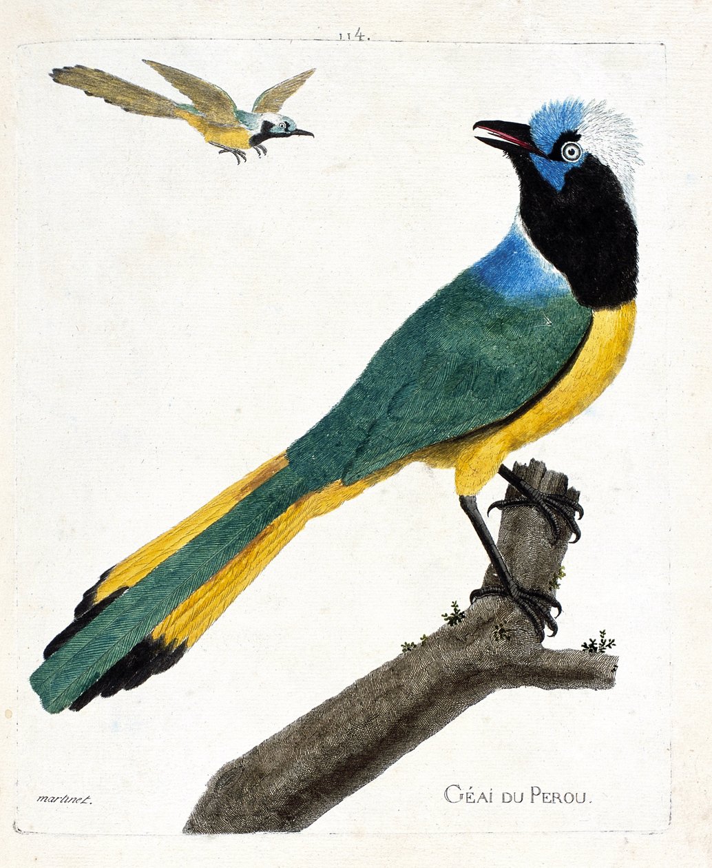 Tavola zoologica (ornitologia): ghiandaia del Perù (ghiandaia verde o cyanocorax yncas) su un ramo. Illustrazione in "La Storia degli Uccelli, Dipinti nei Loro Aspetti Apparenti e Sensibili" di Francois Nicolas Martinet (1731-1800). Collezione privata da Francois Nicolas Martinet