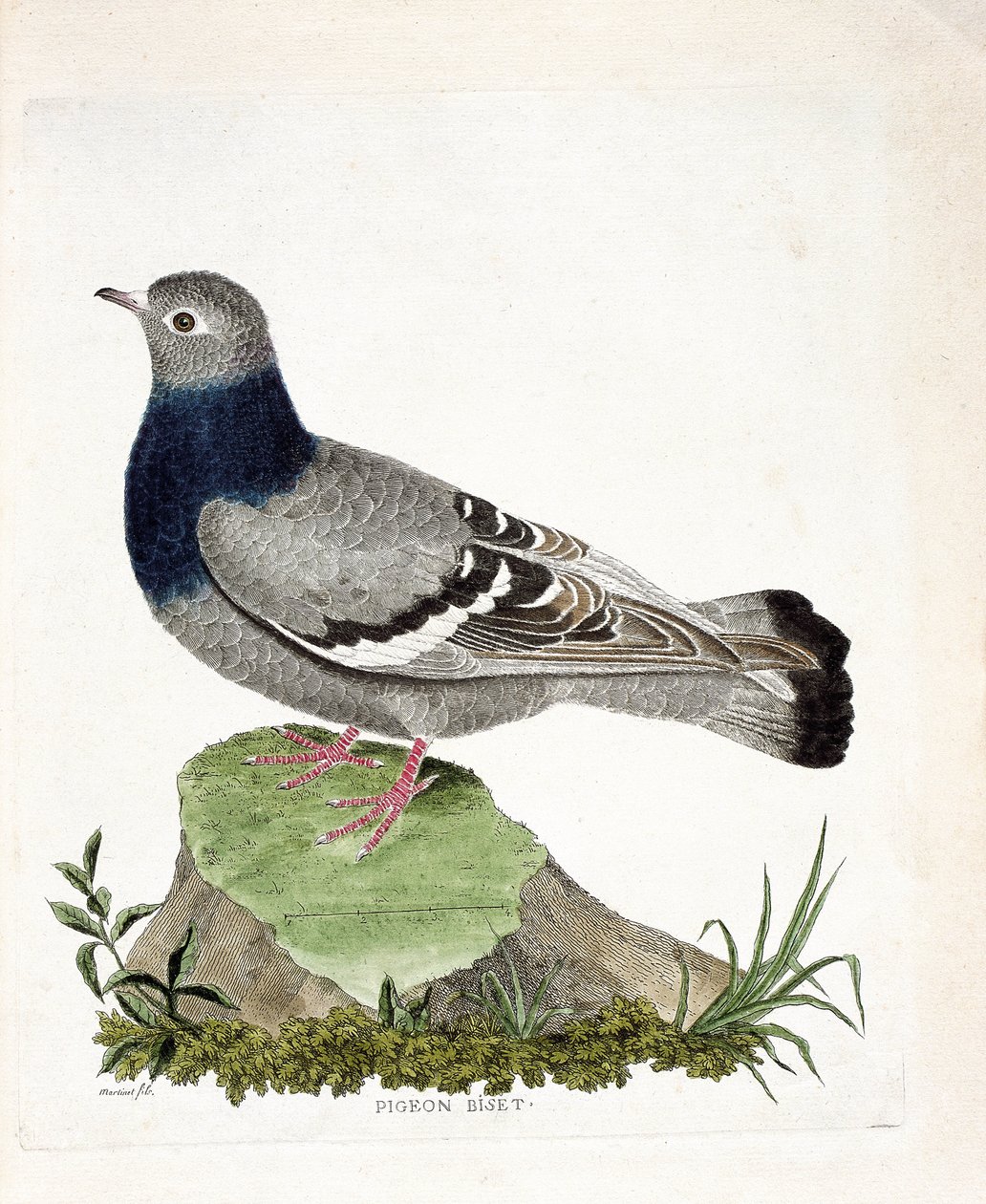 Tavola zoologica (ornitologia): Piccione selvatico (Columbia livia). Illustrazione in "La Storia degli Uccelli, Dipinti nei Loro Aspetti Apparenti e Sensibili" di Francois Nicolas Martinet (1731-1800). Collezione privata da Francois Nicolas Martinet