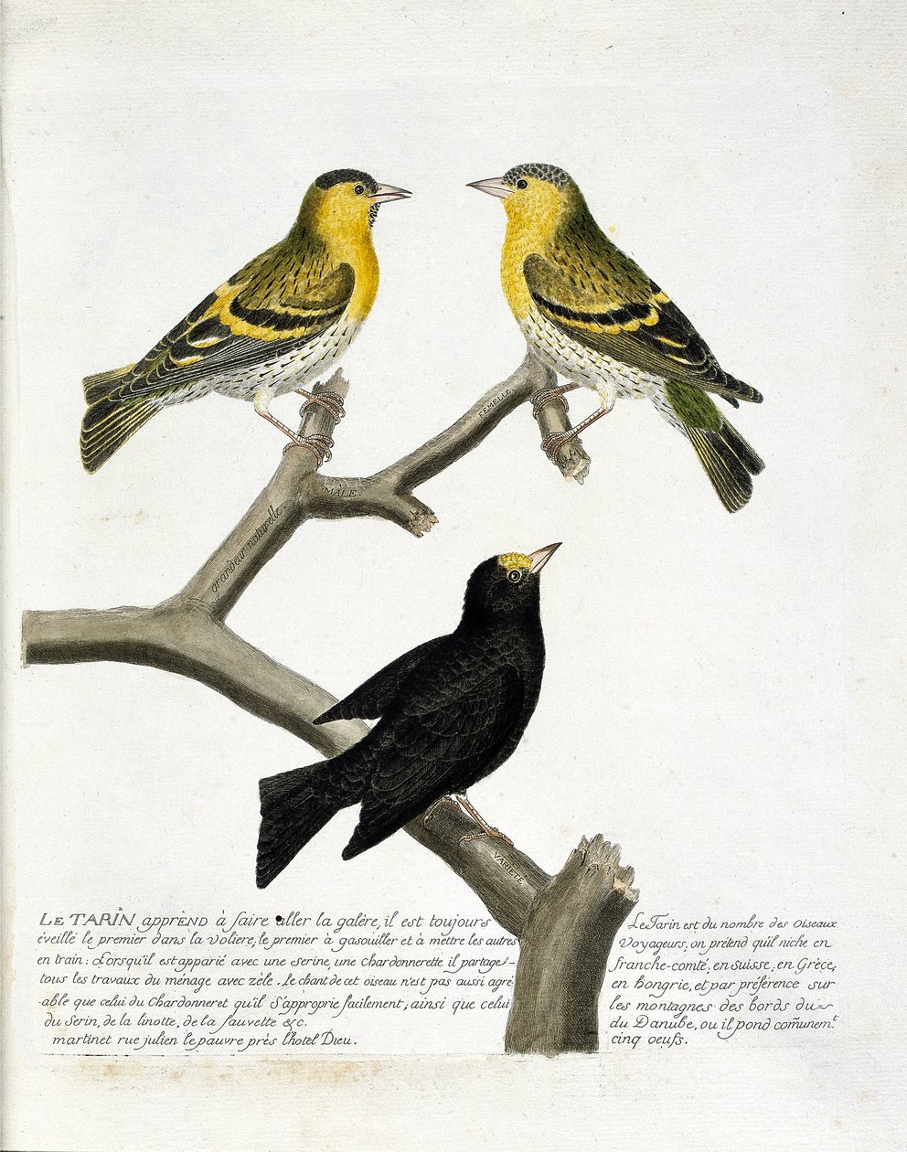 Tavola zoologica (ornitologia): Tarin (tarin dell