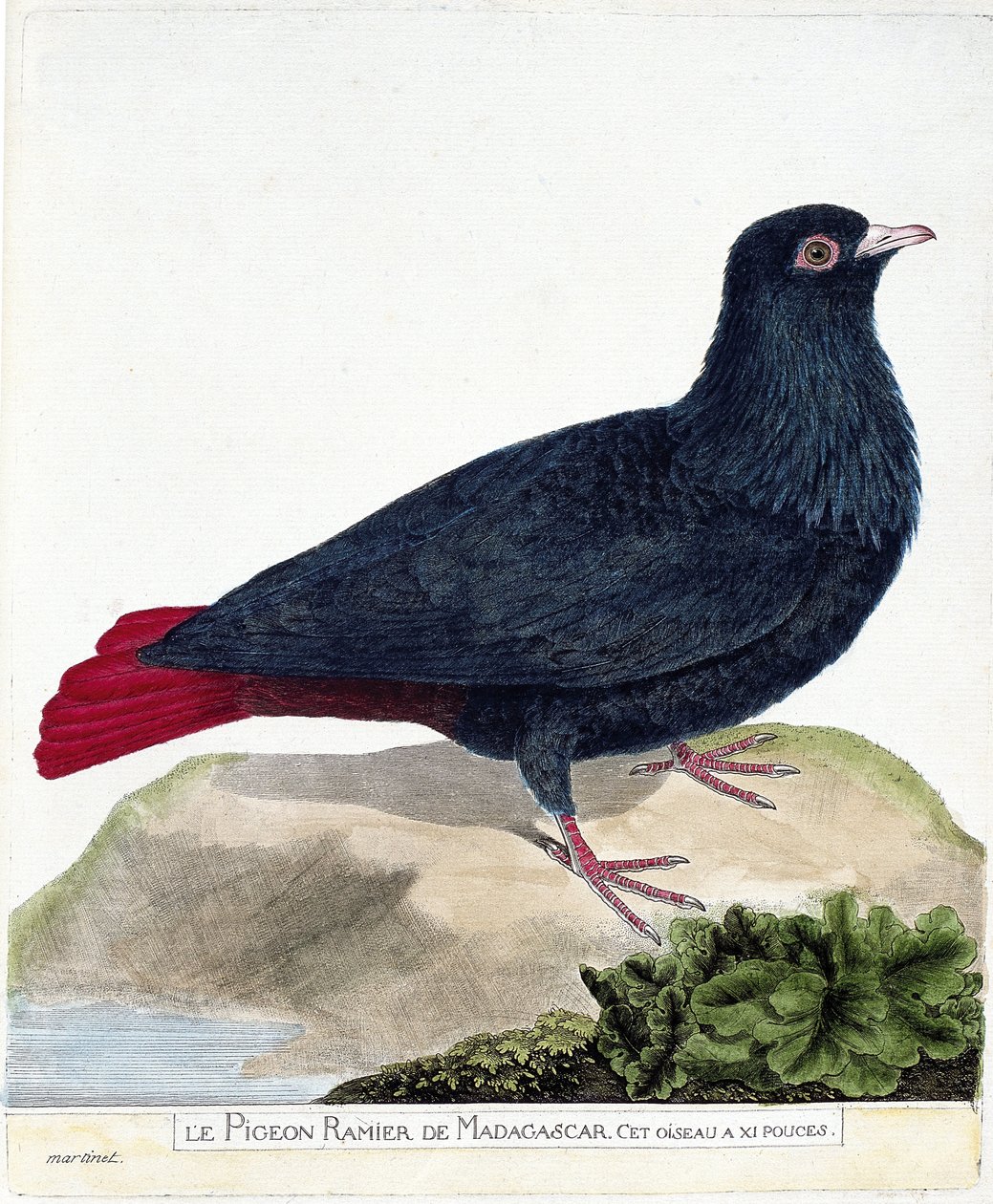 Tavola zoologica (ornitologia): Il piccione ramificato del Madagascar (Founingo blu o alectroenas madagascariensis). Illustrazione in "La storia degli uccelli, dipinti nel loro aspetto apparente e sensibile" di François Nicolas Martinet (1731-1800). Collez da Francois Nicolas Martinet