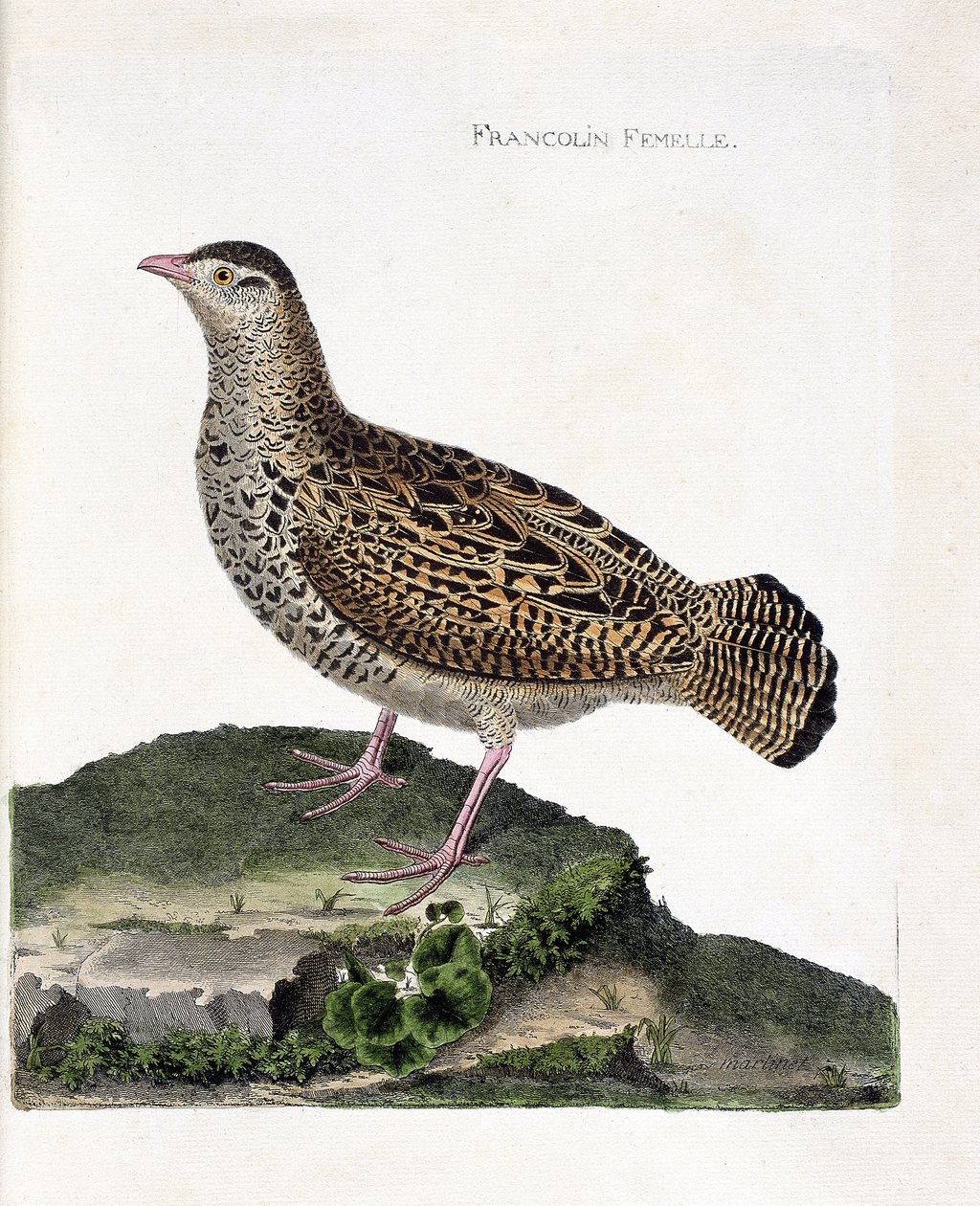 Tavola zoologica (ornitologia): La femmina del francolino (francolino nero o francolinus francolinus). Illustrazione in "La storia degli uccelli, dipinti nel loro aspetto apparente e sensibile" di François Nicolas Martinet (1731-1800). Collezione privata. da Francois Nicolas Martinet