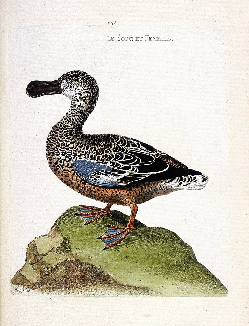 La femmina del mestolone (anas clypeata). Illustrazione in "La storia degli uccelli, dipinti nei loro aspetti apparenti e sensibili" di Francois Nicolas Martinet (1731-1800). Collezione privata da Francois Nicolas Martinet