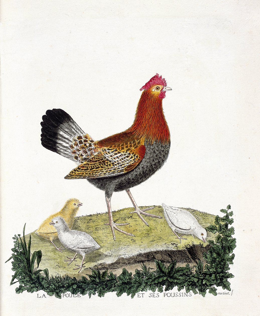 Tavola zoologica (ornitologia): La gallina e i suoi pulcini (gallina domestica o gallus gallus). Illustrazione in "La Storia degli Uccelli, Dipinti nei Loro Aspetti Apparenti e Sensibili" di Francois Nicolas Martinet (1731-1800). Collezione privata da Francois Nicolas Martinet