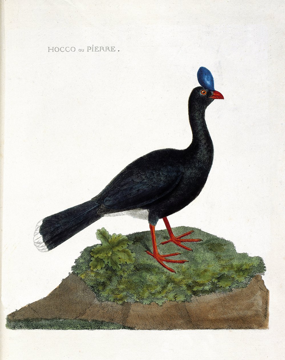 Tavola zoologica (ornitologia): Il hocco o pietra (Hocco a pietra o pauxi pauxi). Illustrazione in "La storia degli uccelli, dipinti nei loro aspetti apparenti e sensibili" di François Nicolas Martinet (1731-1800). Collezione privata da Francois Nicolas Martinet